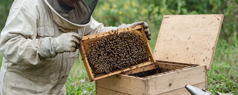 Koruyucu ekipmanla çerçeveyi güvenli biçimde inceleyen arıcı